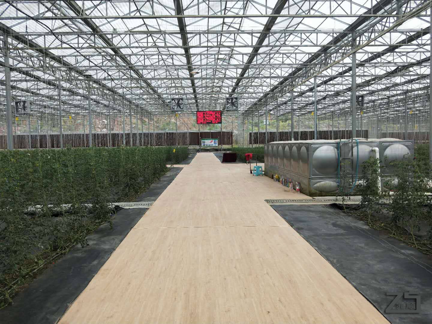 怀化番茄种植基地项目