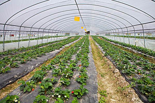 湖南温室大棚草莓如何栽培才能高产