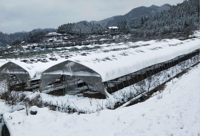 冬季温室大棚顶部有积雪怎么办？温室大棚除雪